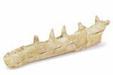 Mosasaur (Halisaurus) Jaw Section with Five Teeth - Morocco #260365-3